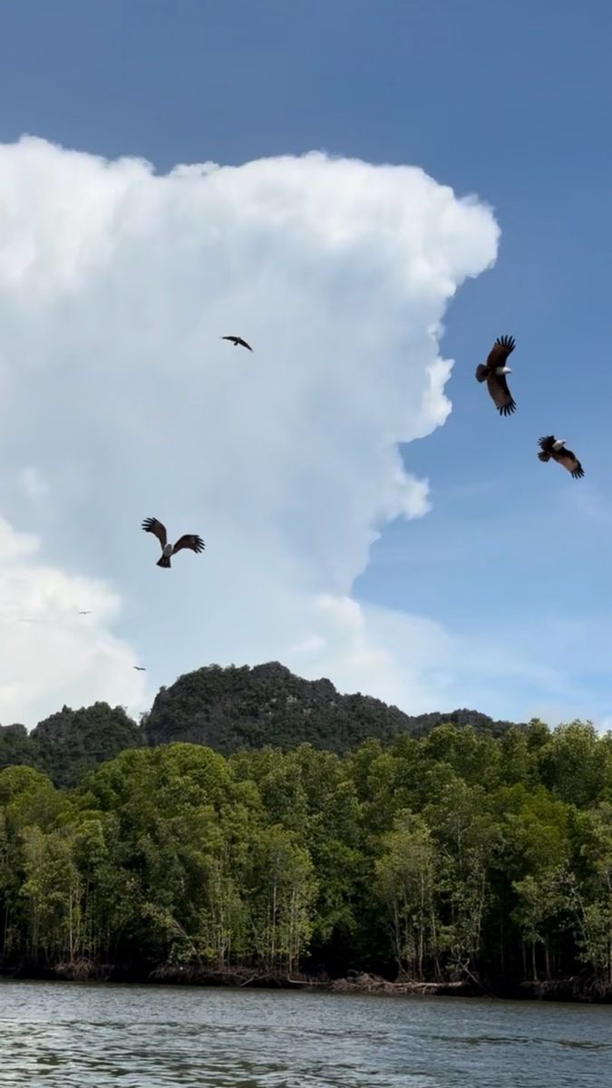 Aigles Brahminy mangrove Langkawi