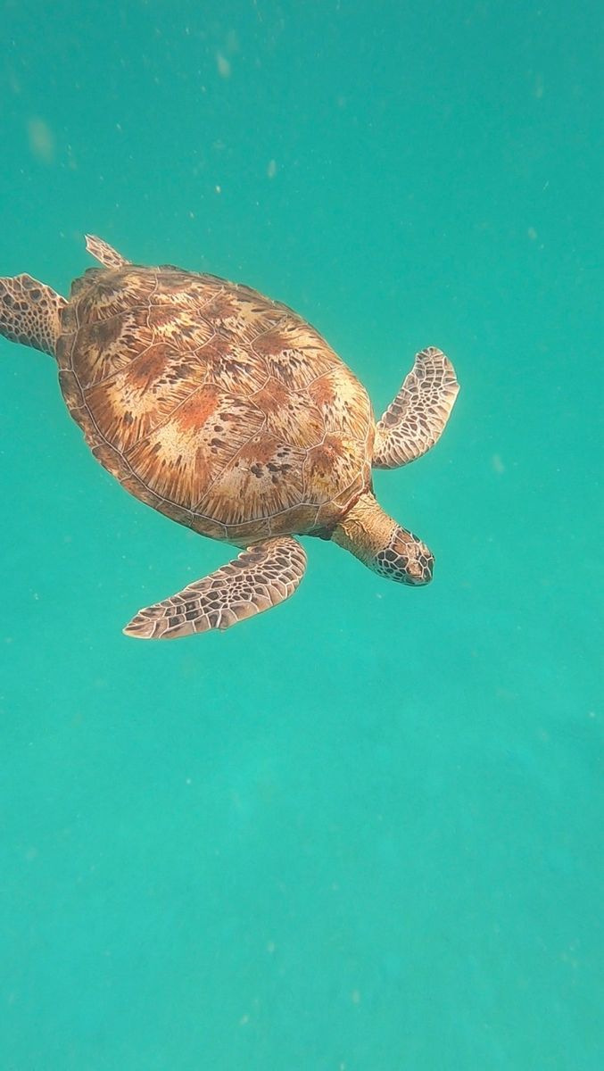 Tortue marine snorkeling